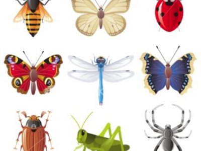 minibeasts