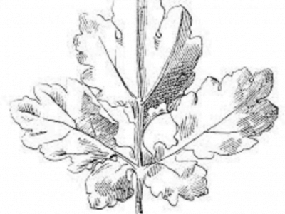 leaf drawing