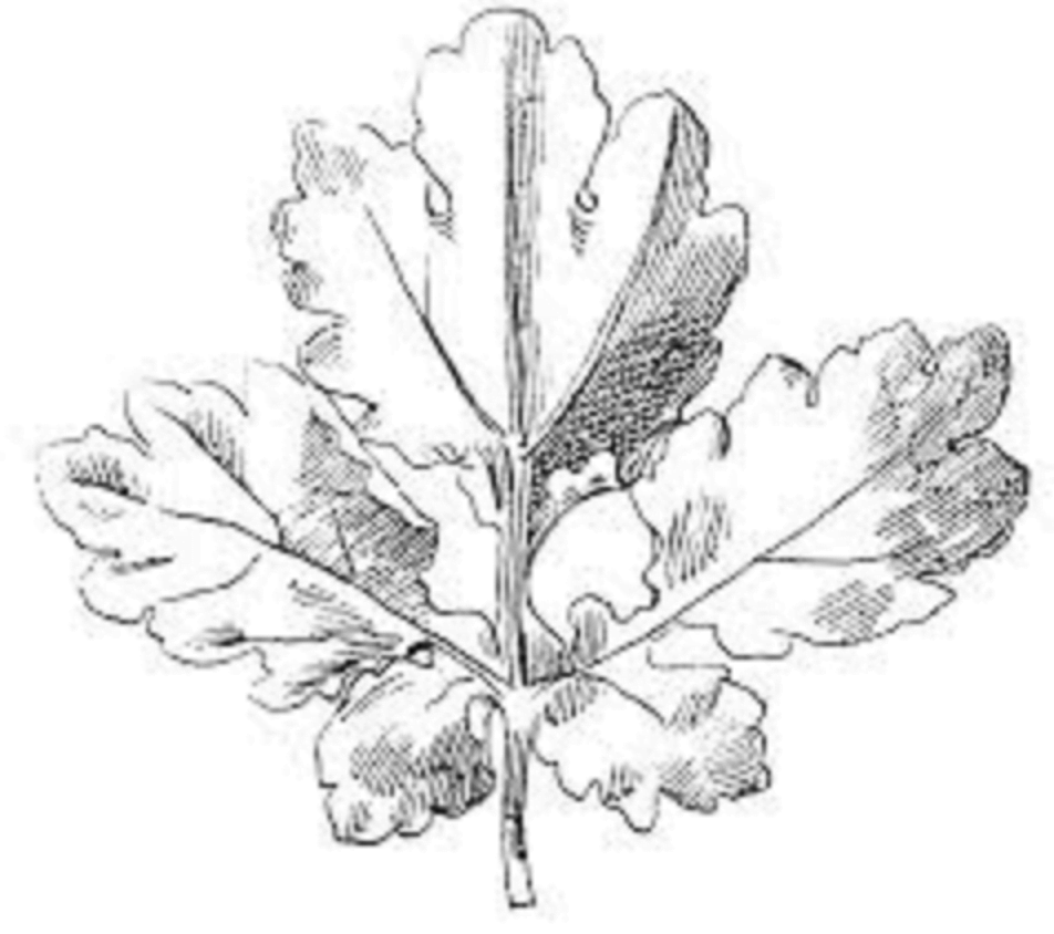leaf drawing