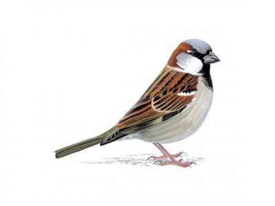 sparrow