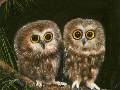 owls