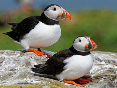 puffin