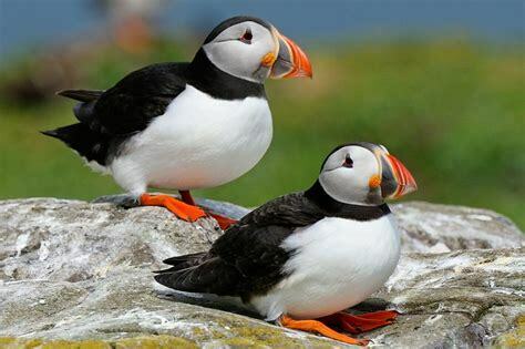 puffin