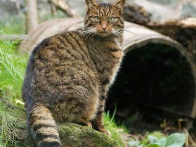 Wildcat