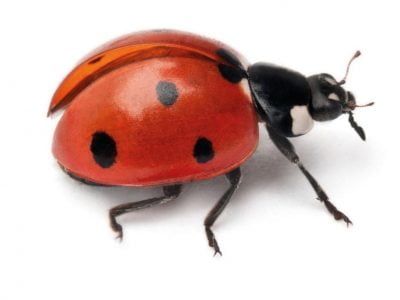 ladybird